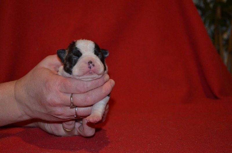 De La Vallée Du Breuchin - Boston Terrier - Portée née le 14/01/2015