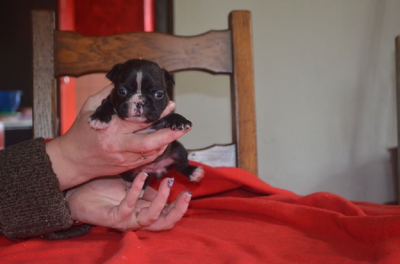 De La Vallée Du Breuchin - Chiots disponibles - Boston Terrier