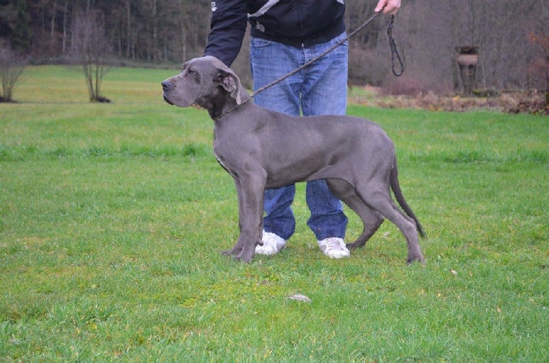 De La Vallée Du Breuchin - Dogue allemand - Portée née le 20/06/2014